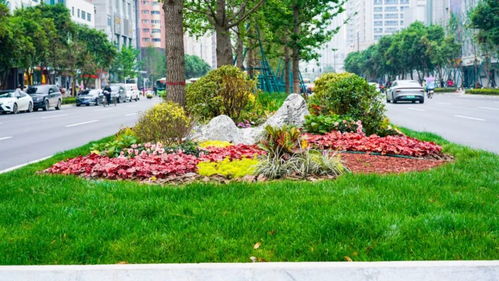 美顏模式再升級(jí)，綠滿高新 樹木種植經(jīng)營新篇章