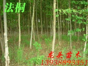 法桐、喬木、花灌木及灌木市場行情分析與價(jià)格指導(dǎo)——以孟津縣龍頭苗木種植專業(yè)合作社為例